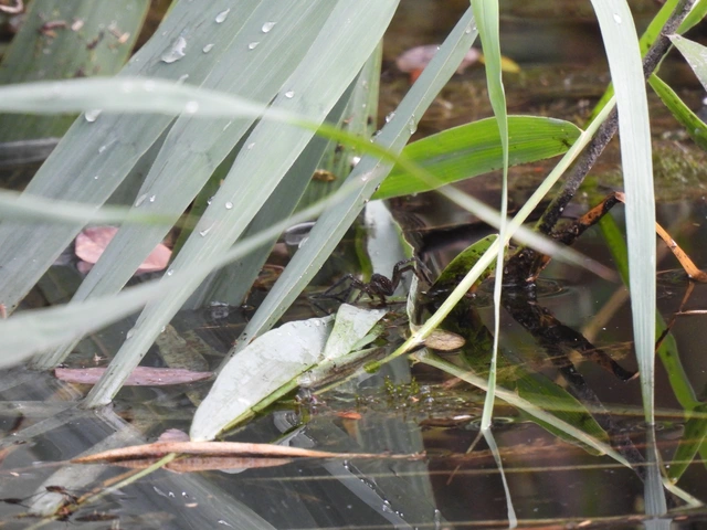 Dolomedes plantarius/fimbriatus