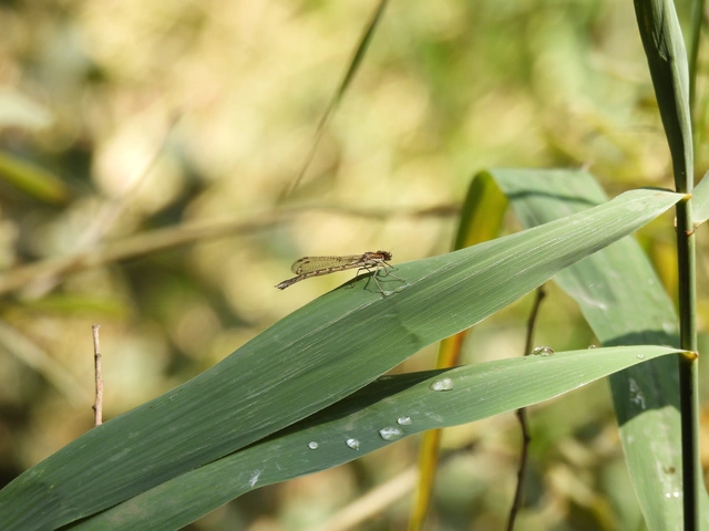 Sympecma fusca - téli rablószitakötő