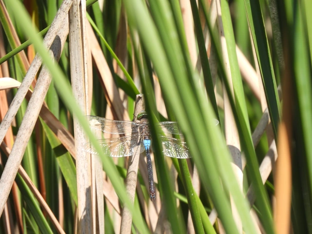 Anax parthenope - barna óriásacsa