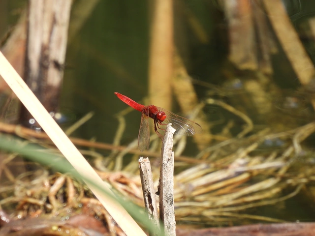 Crocothemis erythraea - skarlát szitakötő