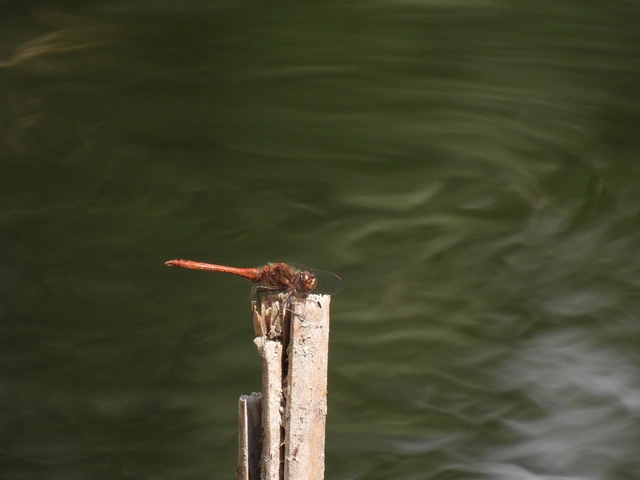 Sympetrum vulgatum - barkós katona-szitakötő