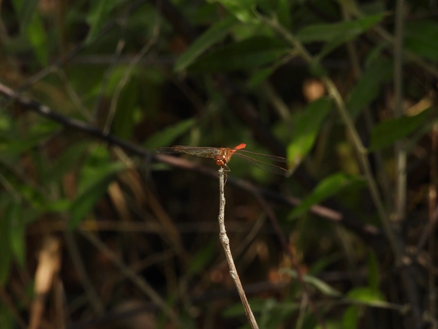 Sympetrum meridionale - fakó katona-szitakötő