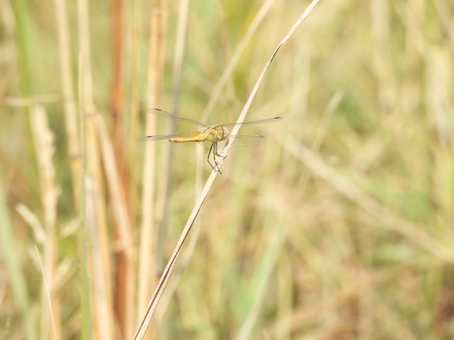 Sympetrum fonscolombii - vándor katona-szitakötő