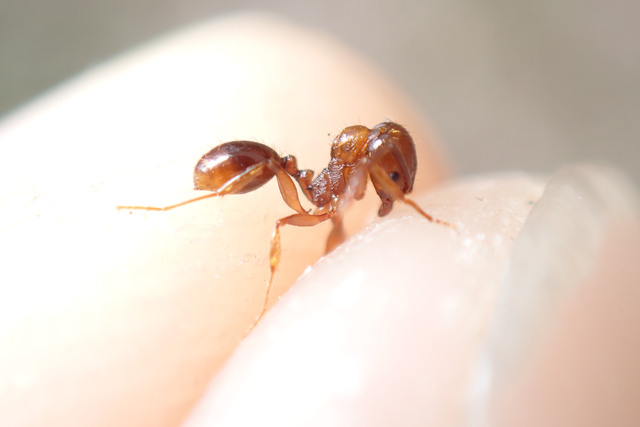Aphaenogaster subterranea - vörös karcsúhangya