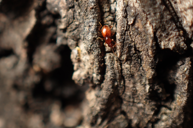 Scydmaenidae - gödörkésbogár-félék