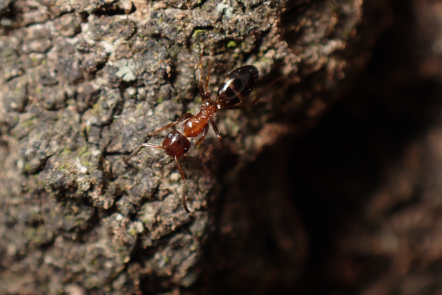 Colobopsis truncata - kapushangya