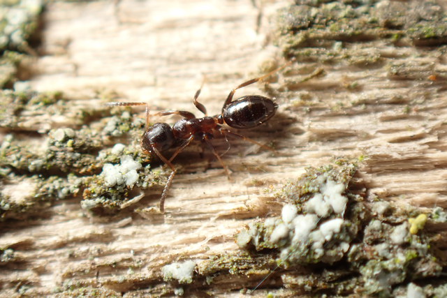Colobopsis truncata - kapushangya