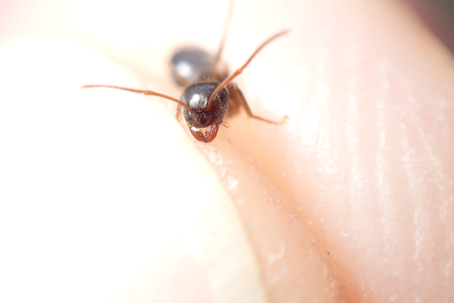 Lasius platythorax - erdei feketehangya