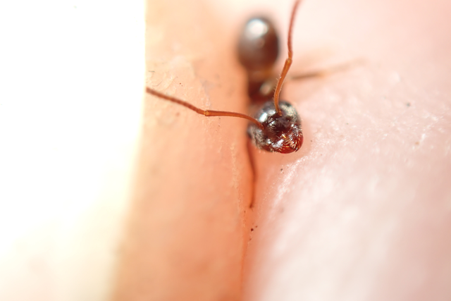 Lasius platythorax - erdei feketehangya