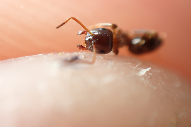 Lasius platythorax - erdei feketehangya