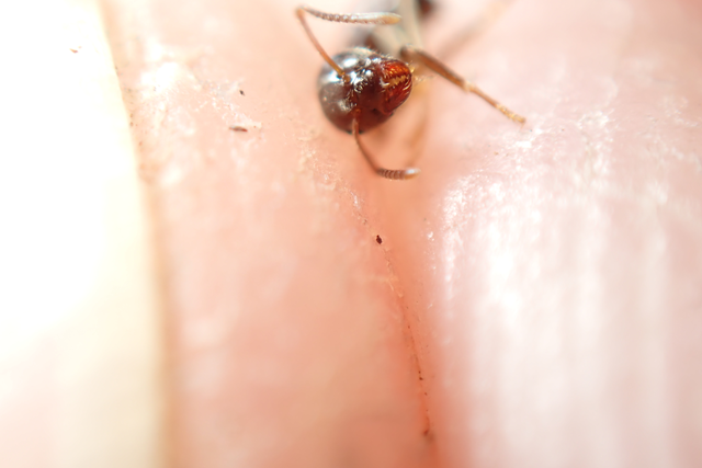 Lasius platythorax - erdei feketehangya