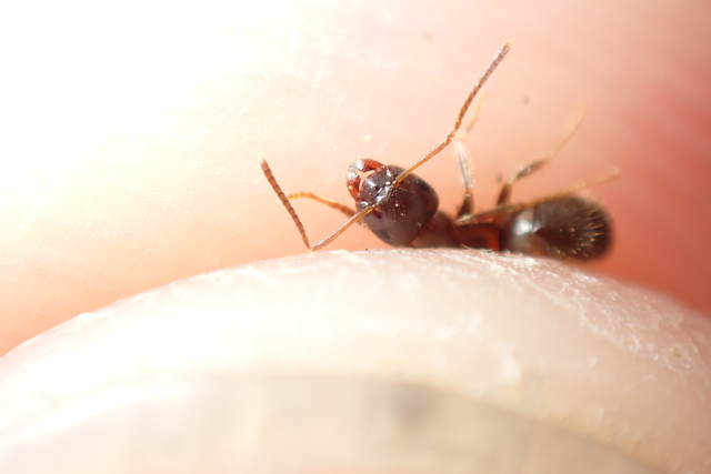 Lasius platythorax - erdei feketehangya