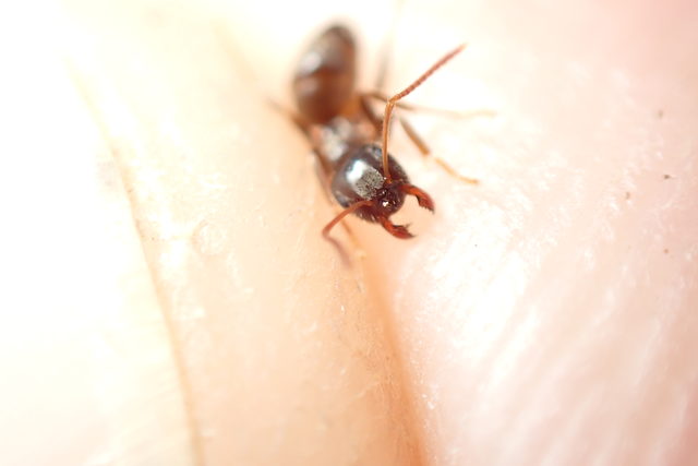 Lasius platythorax - erdei feketehangya