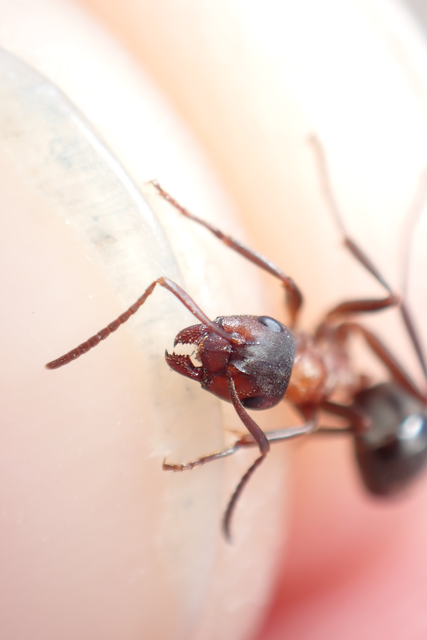 Formica sanguinea - vérvörös rablóhangya