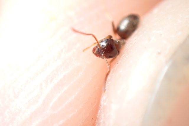 Lasius platythorax - erdei feketehangya