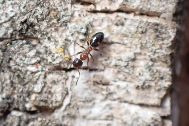 Colobopsis truncata - kapushangya
