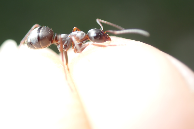 Formica cunicularia - gyakori rabszolgahangya