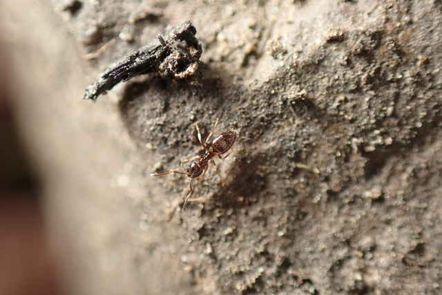 Plagiolepis pygmaea - lapos törpehangya