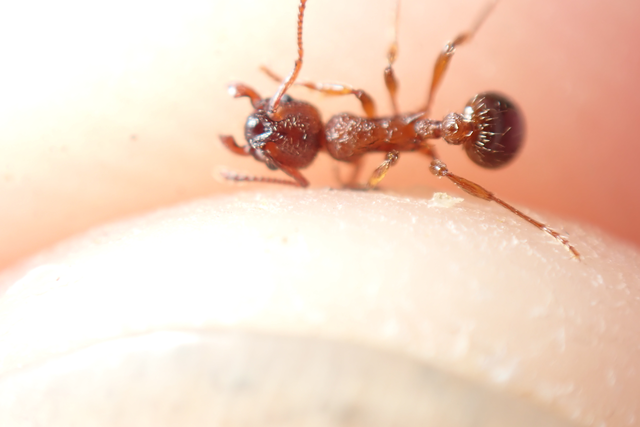 Myrmica curvithorax - sziki bütyköshangya