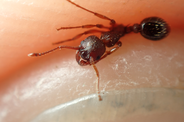 Myrmica curvithorax - sziki bütyköshangya