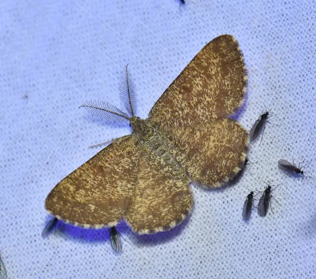 Ematurga atomaria - barna rétiaraszoló