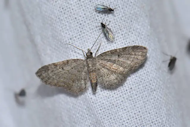 Eupithecia tenuiata - sötétszegélyű törpearaszoló