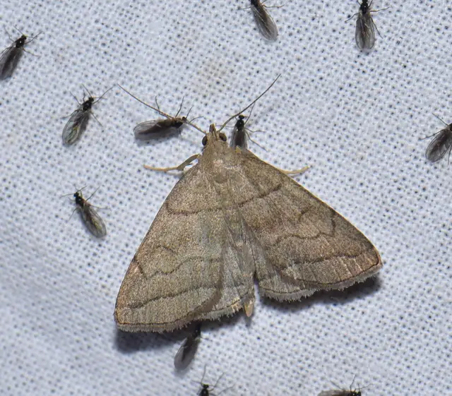 Herminia tarsicrinalis - szőröslábú karcsúbagoly