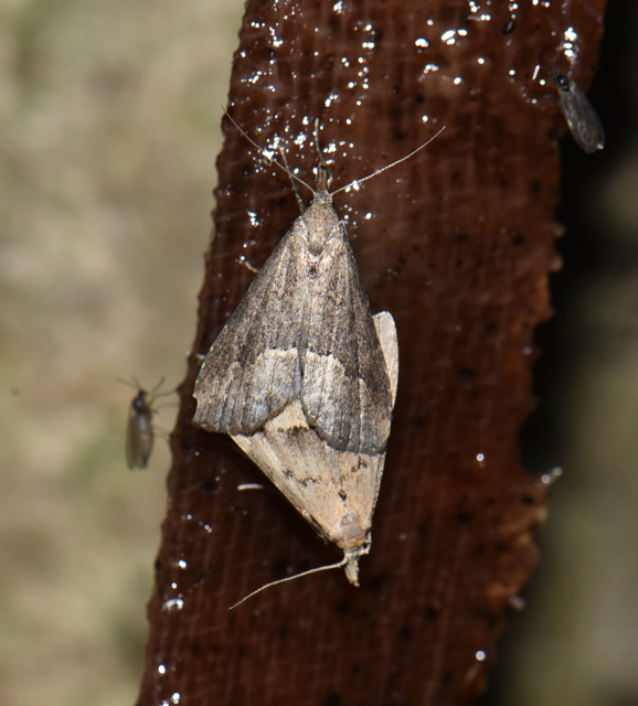 Schrankia taenialis - lomberdei karcsúbagoly