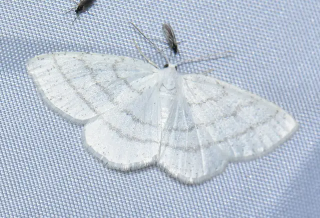Cabera pusaria - fehér égeraraszoló