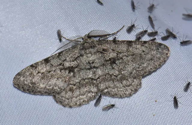 Hypomecis roboraria - nagy tölgyfaaraszoló