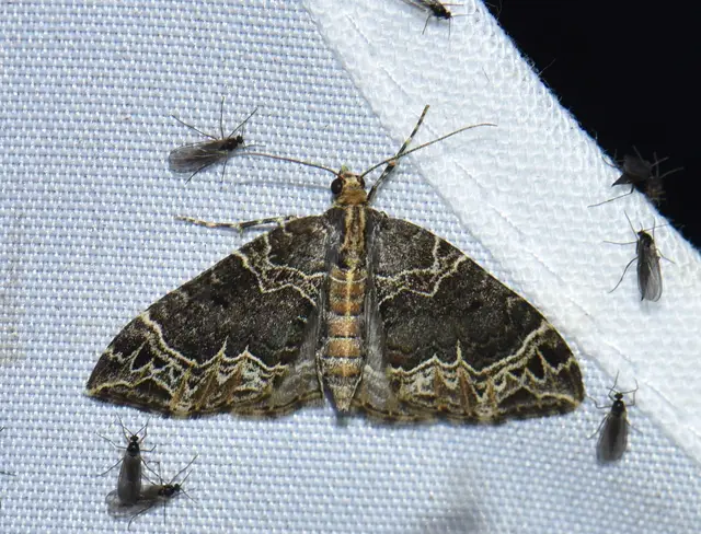 Ecliptopera silaceata - barna tarkaaraszoló