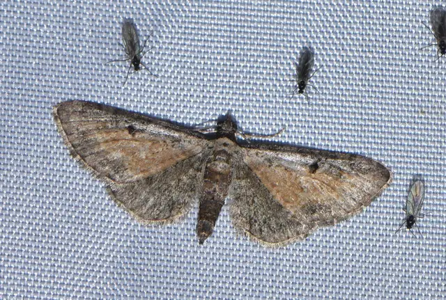 Eupithecia icterata - rozsdafoltos törpearaszoló