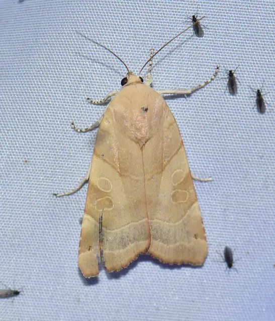 Noctua fimbriata - szélessávú sárgafűbagoly