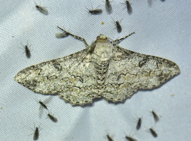 Ascotis selenaria - holdas faaraszoló