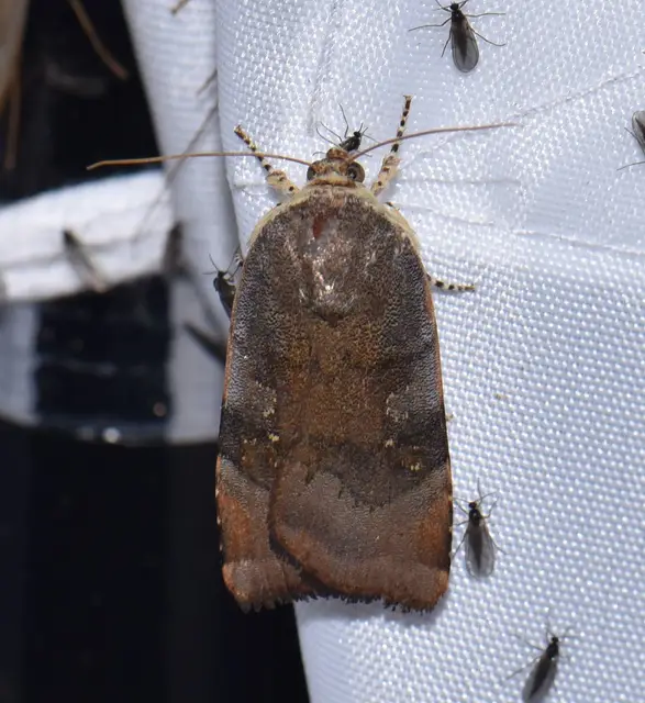 Noctua janthe - lappangó sárgafűbagoly