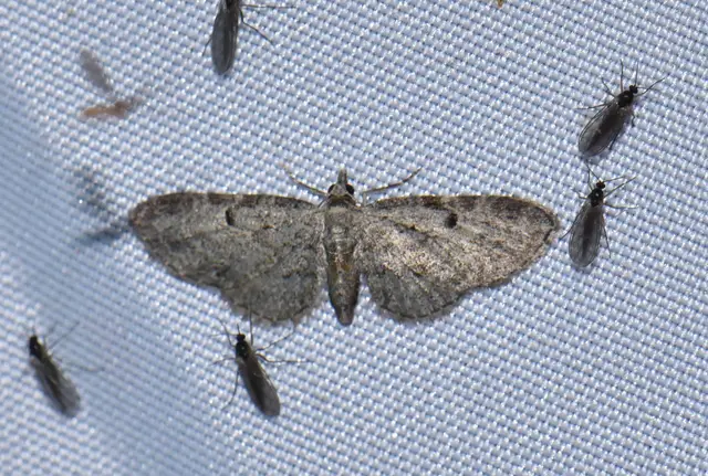 Eupithecia tenuiata - sötétszegélyű törpearaszoló
