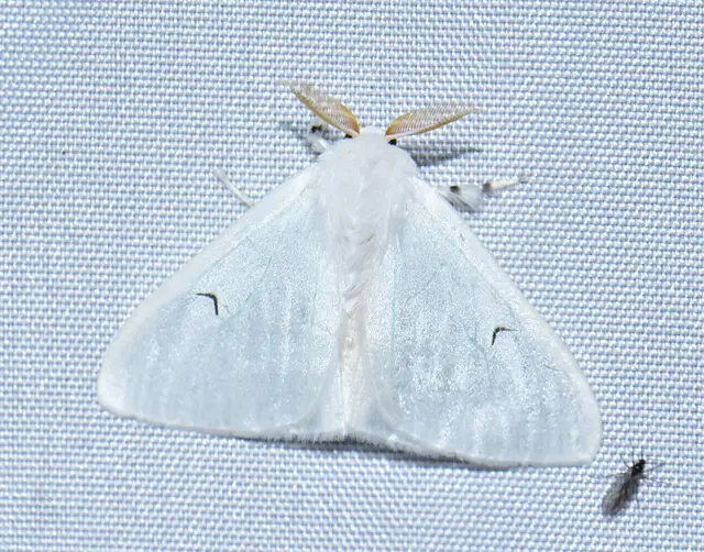 Arctornis l-nigrum - L-betűs gyapjaslepke
