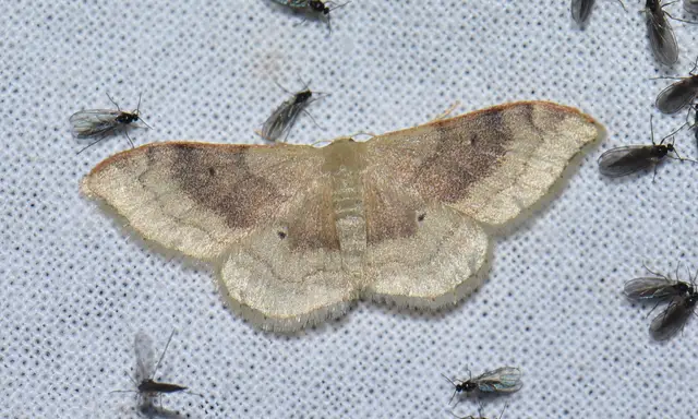 Idaea degeneraria - barnasávos araszoló