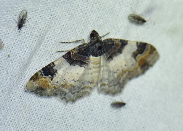 Catarhoe cuculata - csuklyás tarkaaraszoló