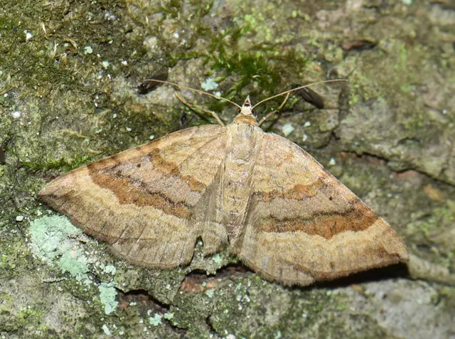 Scotopteryx chenopodiata - libatop-araszoló