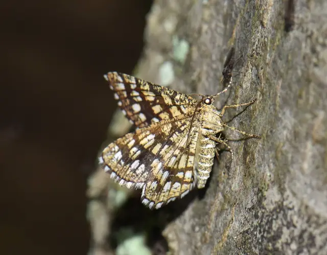 Chiasmia clathrata - rácsos rétiaraszoló