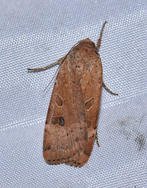 Noctua interposita - köztes sárgafűbagoly