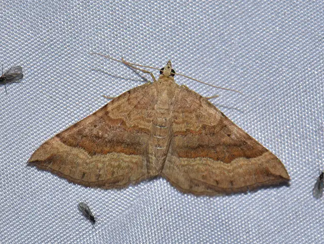 Scotopteryx chenopodiata - libatop-araszoló