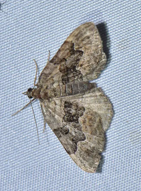 Xanthorhoe quadrifasiata - négysávos tarkaaraszoló