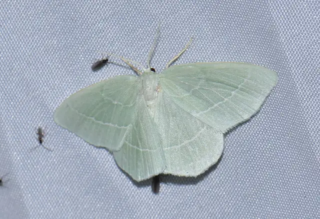 Hemistola chrysoprasaria - kékes zöldaraszoló