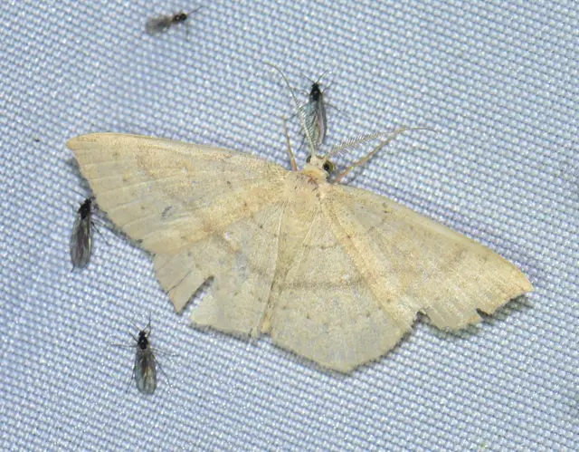 Cyclophora linearia - vonalas pettyesaraszoló
