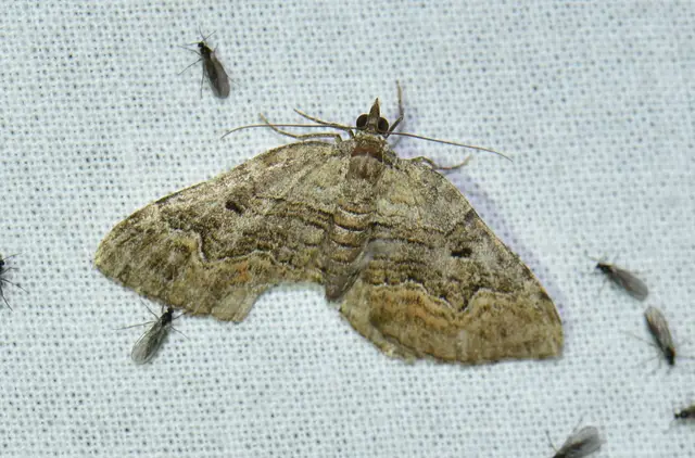 Xanthorhoe quadrifasiata - négysávos tarkaaraszoló