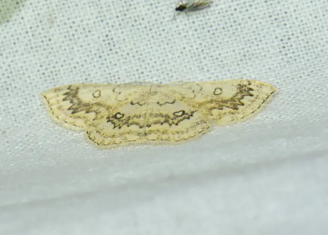 Cyclophora annularia - gyűrűs pettyesaraszoló