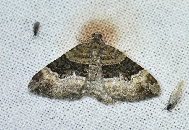 Xanthorhoe biriviata - kétsávos tarkaaraszoló
