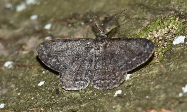 Hypomecis